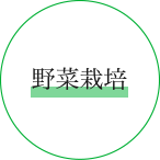 自社農園だからできる、完熟に合わせた収穫